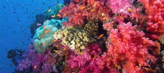 PADI courses by Blue Guru Diving