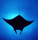 koh bon manta ray