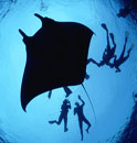 manta rays thailand