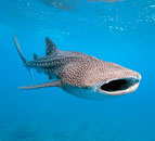 whale shark conservation